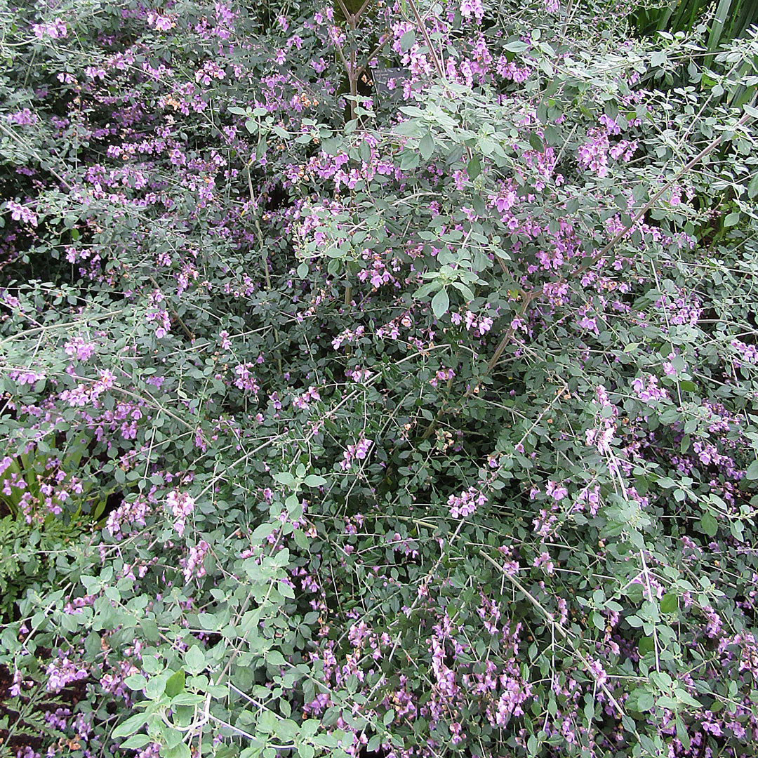 Native Bush Mint Cellular Extract – NATIVE EXTRACTS