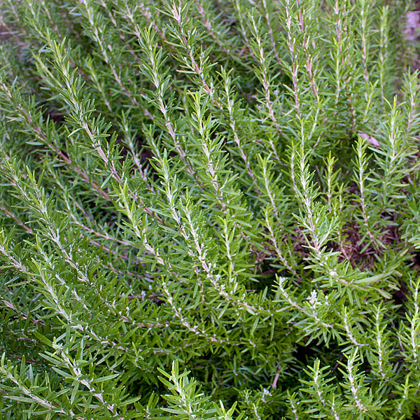 The leaves from a Rosemary bush (Rosmarinus officinalis ), which has long stems with small, thin green leaves, is used to create the Native Extracts Rosemary Cellular Extract.