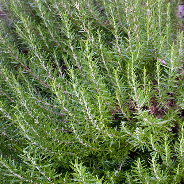 Rosemary Cellular Extract