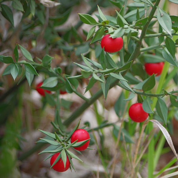 Green spine tipped leaves with bright red berries scientifically named Ruscus aculeatus