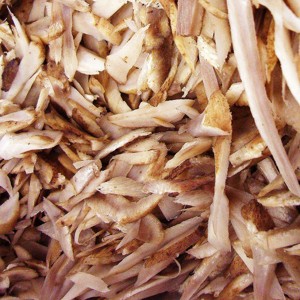 Fresh dandelion root cream to light brown in colour, scientifically known as Taraxacum officinale