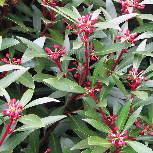 Mountain Pepper plant (Tasmannia lanceolata) is used to create the Mountain Pepper Leaf Cellular Extract.