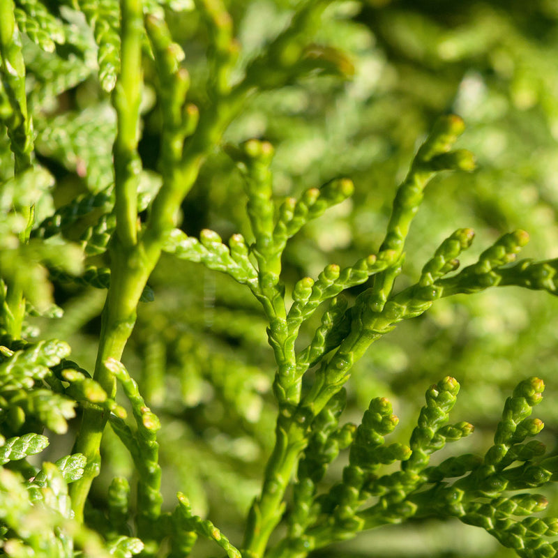 Thuja Herb (Thuja occidentalis), also known as ‘Tree of Life', has leaves which are small bulbs on a stem, and are used to create the Native Extracts Thuja Herb Cellular Extract.
