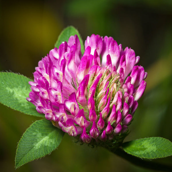 Red Clover (Trifolium pratense) is a bright purple flowered plant, which is used to create the Native Extracts Red Clove Cellular Extract.