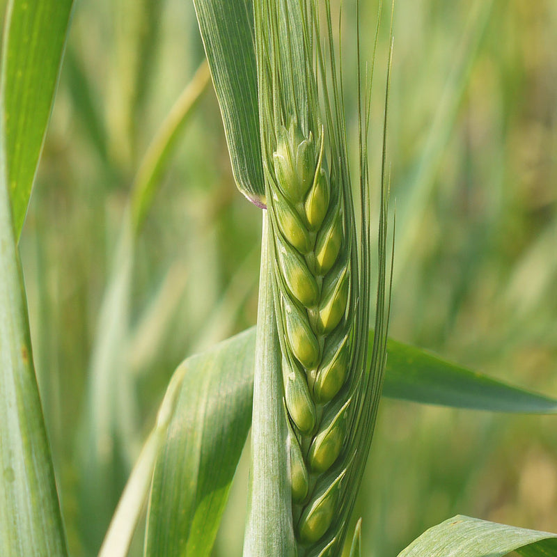 Wheatgerm Cellular Extract