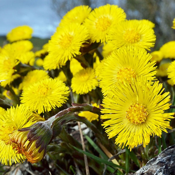Bright yellow coleus flowers growing in the wild, scientifically known as Tussilago farfara