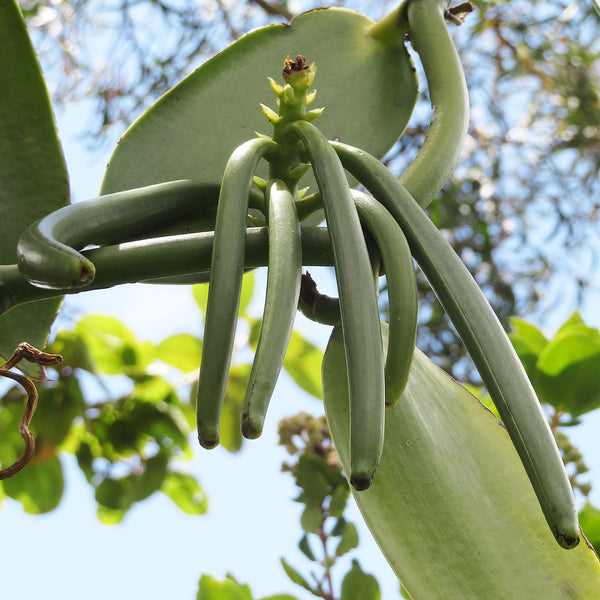 The Vanilla Bean (Vanilla planifolia), growing is long, soft and green, and is used to create the Native Extratcs Vanilla Bean Cellular Extract.