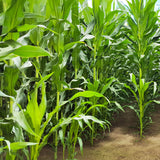 The Sugar Cane (Saccharum officinarum) tree is tall and off the solid stalks are long, thin green leaves and is used to create the Native Extracts Sugar Cane Cellular Extract.