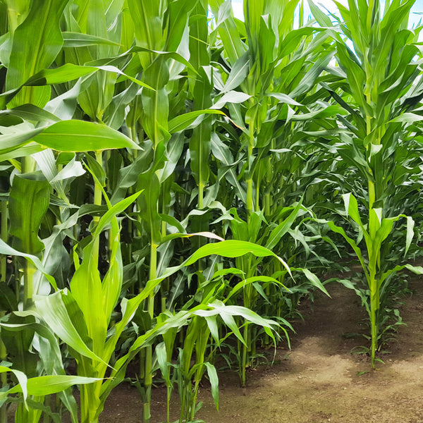 The Sugar Cane (Saccharum officinarum) tree is tall and off the solid stalks are long, thin green leaves and is used to create the Native Extracts Sugar Cane Cellular Extract.
