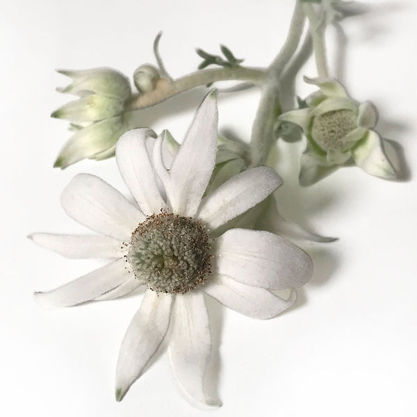 Three Flannel flowers soft white in colour sit on a white background scientifically known as Actinotus helianthi