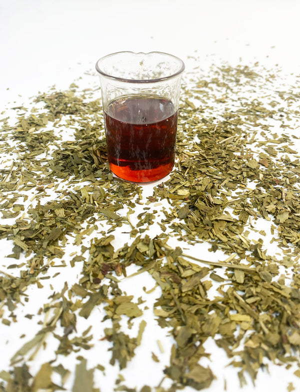 Dried ginkgo biloba leaves surround NATIVE EXTRACTS Ginkgo Biloba Cellular Extract golden red in colour in a beaker