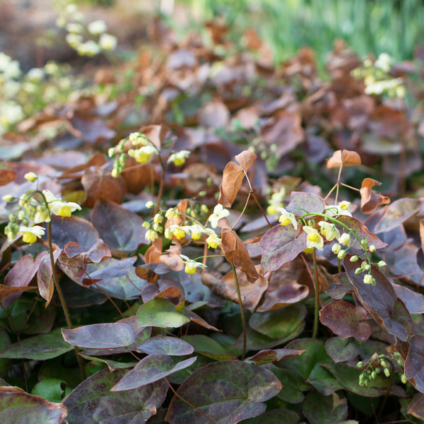 Horny goat weed plant with egg shaped leaves brown-green incolour has tiny yellow white flowers, scientifically known as Epimedium sagittatum it creates NATIVE EXTRACTS Horny Goat Weed Cellular Extract