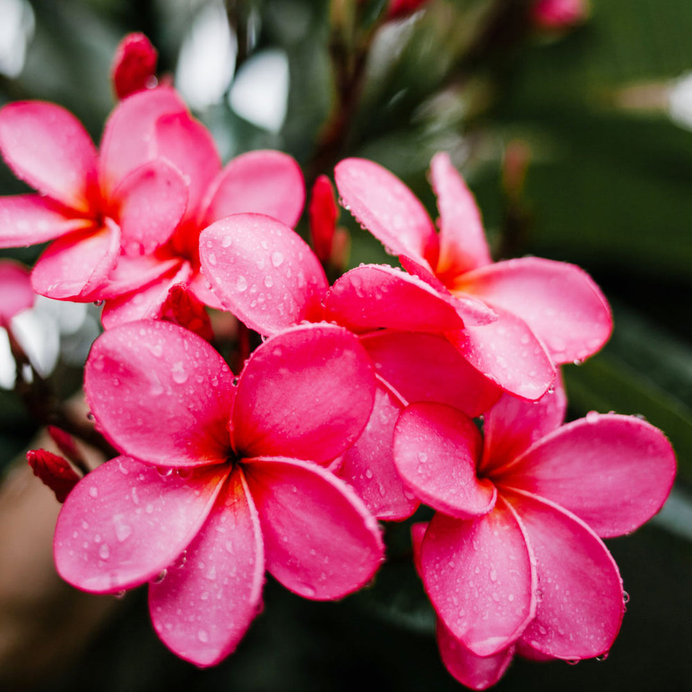 【Plumeria＊ 】fracoraHITOKAN Extract ２本 Frangipani Cellular Extract – NATIVE EXTRACTS