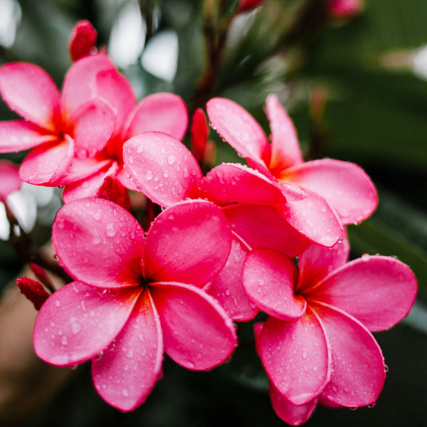 Beautiful deep and light pink frangianis scientifically known as Plumeria rubra create NATIVE EXTRACTS Frangipani Cellular Extract