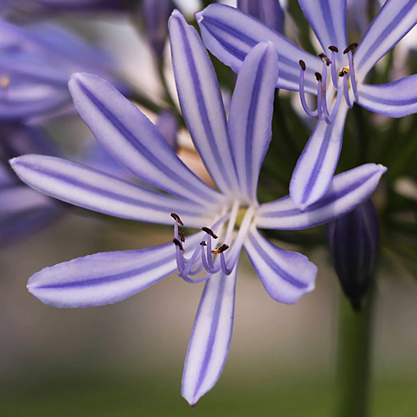 Agapanthus Cellular Extract