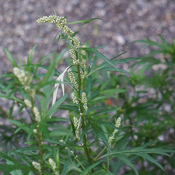 Mugwort (Artemisia vulgaris) is used to create the Cellular Extract.