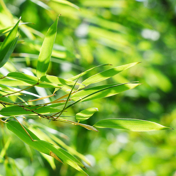 Bright green young Bamboo leaves growing