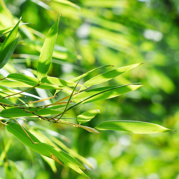 Bamboo Cellular Extract