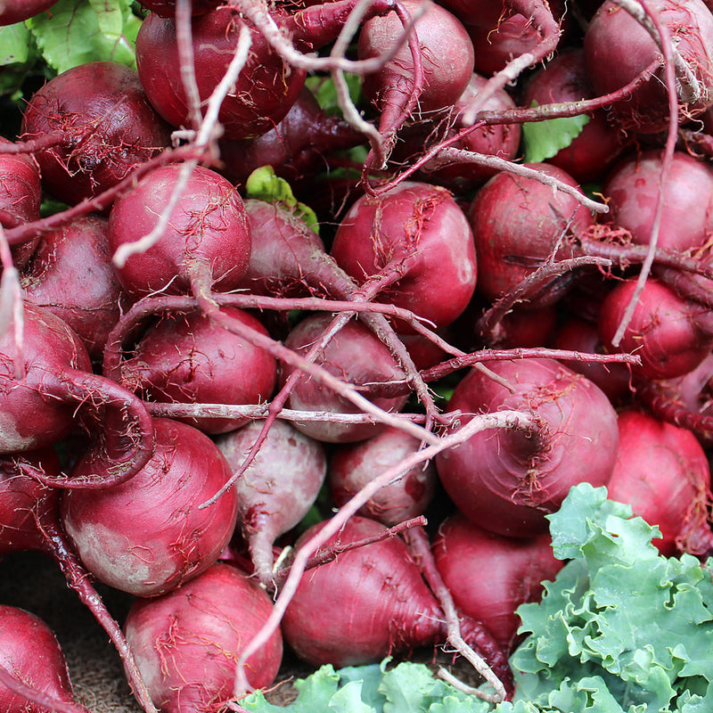 Bright red, purple bunch of beetroot roots