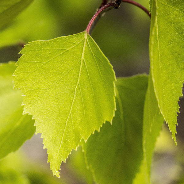 Bright lime green Birch leaf, scientifically called Betula alba