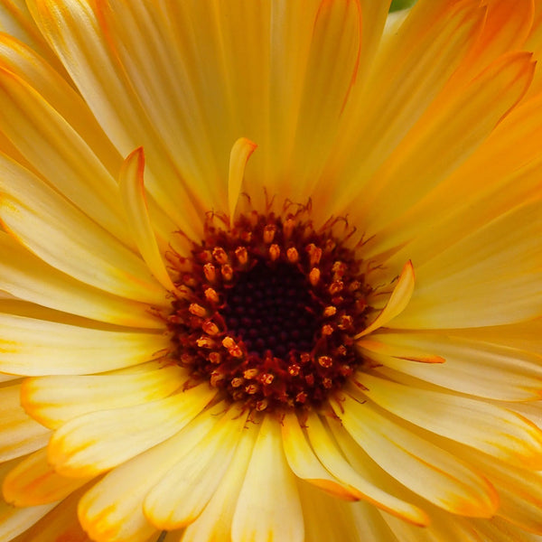 Close up of beautiful bright orange petals of the calenula flower, scientifically named Calendula officinalis