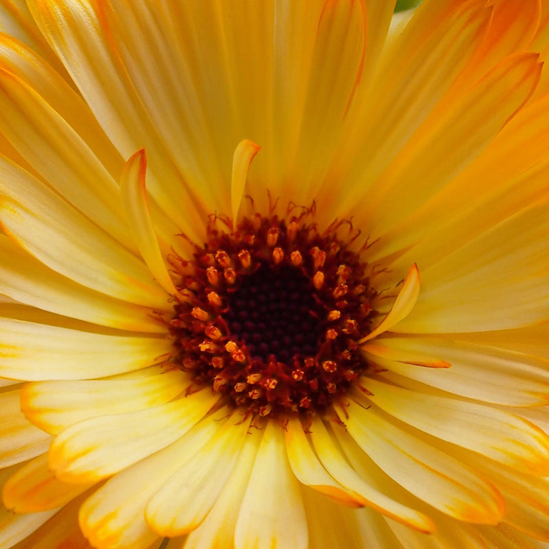 Close up of beautiful bright orange petals of the calenula flower, scientifically named Calendula officinalis