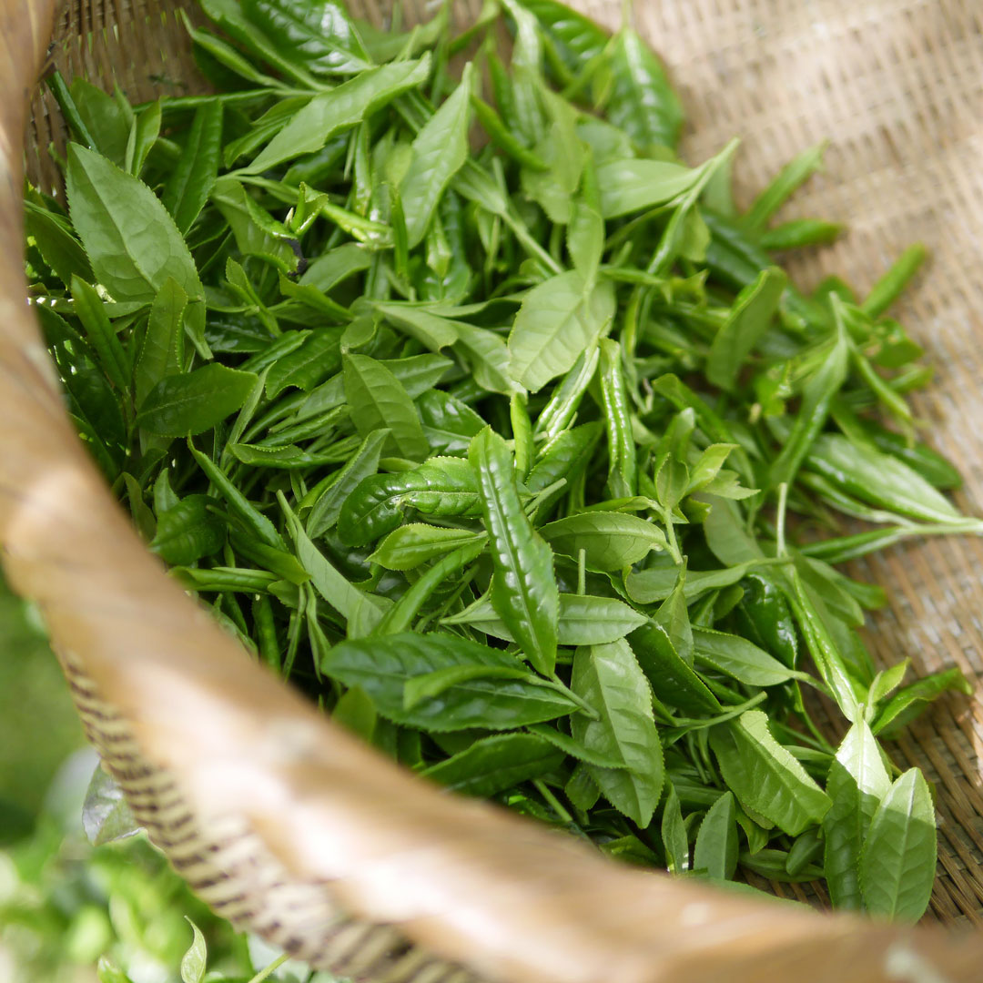 White Tea Cellular Extract – NATIVE EXTRACTS