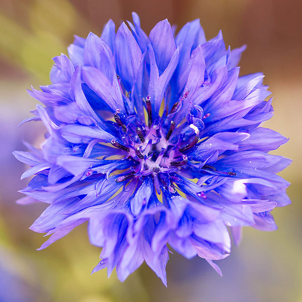 Bright purple blue papery flower head of the cornflower, scientifically known as Centaurea cyanus