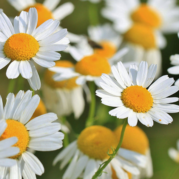 Beautiful dainty white chamomile flowers, golden yellow centre growing in a field