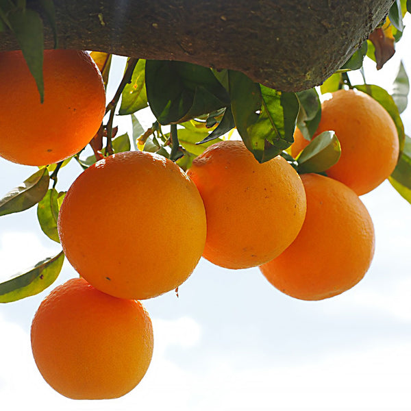 Cluster of ripe bitter oranges growing, scientifically known as Citrus aurantium amara