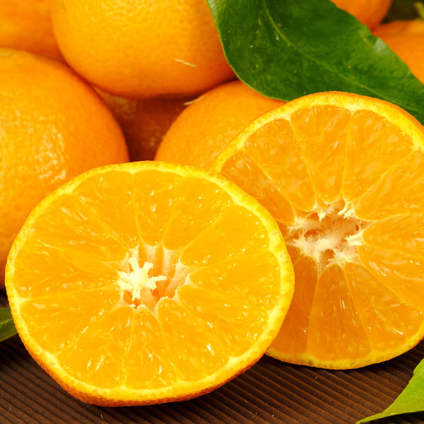 Clementine mandarin deep orange with smooth glossy skin cut in half, scientifically known as Citrus x clementina
