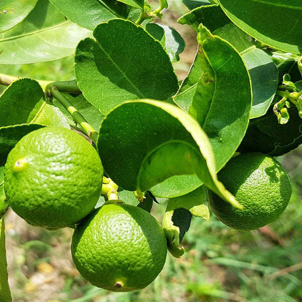 Lime green in colour, the Kaffir limes unique bumpy pattern on their skin looks like the fold of the brain, growing with bright green leaves. Scientifically known as Citrus hystrix creates NATIVE EXTRACTS Kaffir Lime Cellular Extract