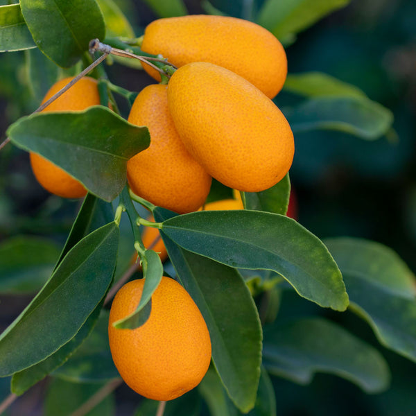 Kumquat Cellular Extract