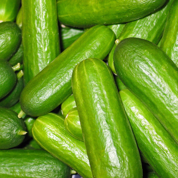Bright green shresh cucumbers, scientifically known as Cucumis sativus