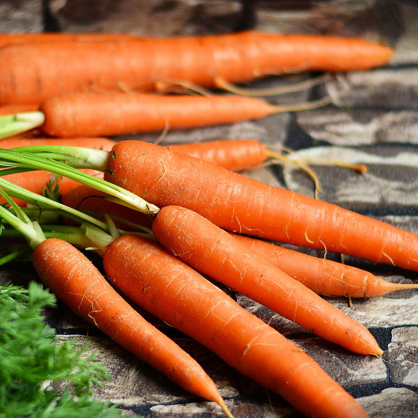 Thick chunky tapered vibrant orange carrots, scientifically known as Daucus carota