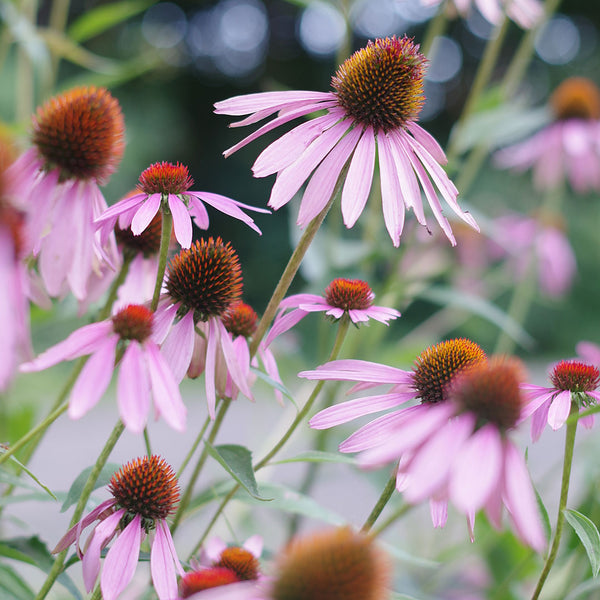 Light pink echinancea flowers signintifically known as Echinacea purpurea, create NATIVE EXTRACTS Echinacea Cellular Extract