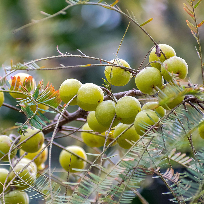 Amla berries, Phyllanthus emblica (synonym Emblica officinalis)