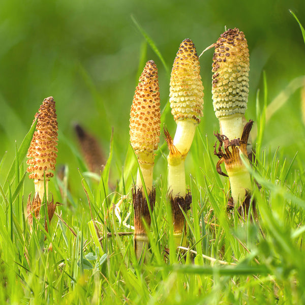 Horsetail Herb (Equisetum arvense) has cylindrical stems, jointed, hollow, usually unbranched and has rough longitudinal ridges, the tiny leaves are joined together around the stem forming a narrow black-green band. This unusal plant creates NATIVE EXTRACTS Horsetail Herb Cellular Extract