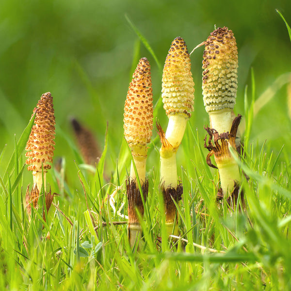 Horsetail Herb Cellular Extract