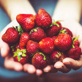 An image of a woman holding several Strawberries, which are used to create the Native Extracts Strawberry Cellular Extract.