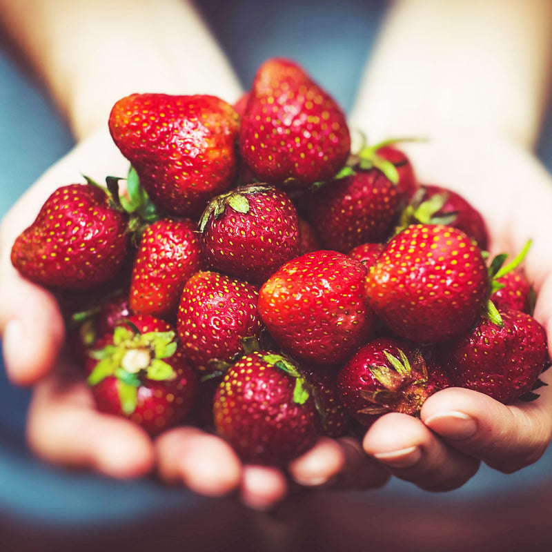 An image of a woman holding several Strawberries, which are used to create the Native Extracts Strawberry Cellular Extract.
