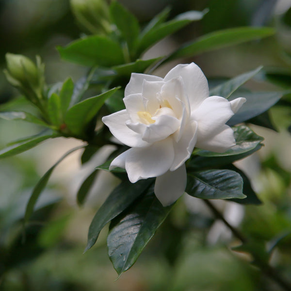 Delicate white creamy gardenia flower scientifically known as Gardenia jasminoids (synonym Gardenia florida), creates NATIVE EXTRACTS Gardenia Cellular Extract