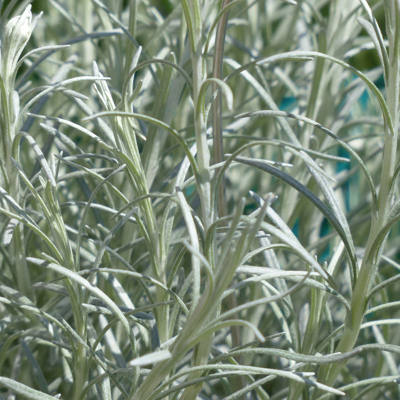 Curry plant has narrow downy silver white leaves which blooms in summer and autumn, scientifically known as Helichrysum italicum (synonym angustifolium)