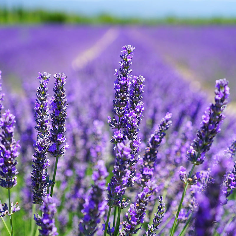 A field of Lavender (Lavandula-angustifolia), with purple flowers. This is used to create the Native Extracts Lavender Cellular Extract.