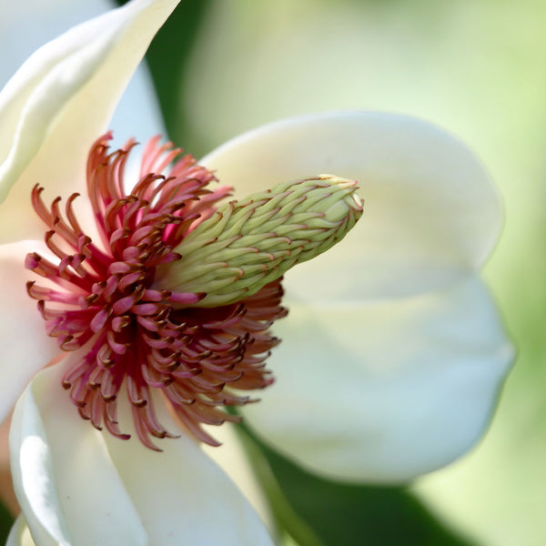 The Magnolia flower (Magnolia grandiflora) which is used to create Magnolia Cellular Extract.