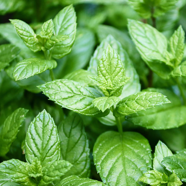 Peppermint (Mentha piperita), with its oval shaped green leaves, is used to create the Native Extracts Peppermint Cellular Extract.