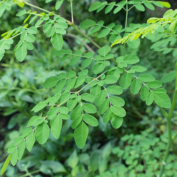 The Moringa tree (Moringa oleifera) is also called the drumstick tree, horseradish tree, ben oil tree, or ben tree.
