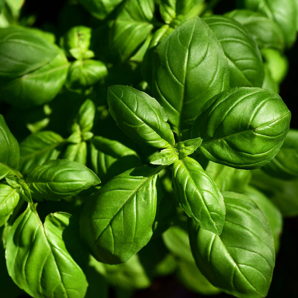 Cluster of fresh Basil leaves bright green