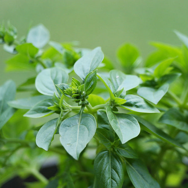 The Oregano plant, (Origanum vulgare), has dark green leaves in bunches, and used to create the Native Extracts Oregano Leaf Cellular Extract. 