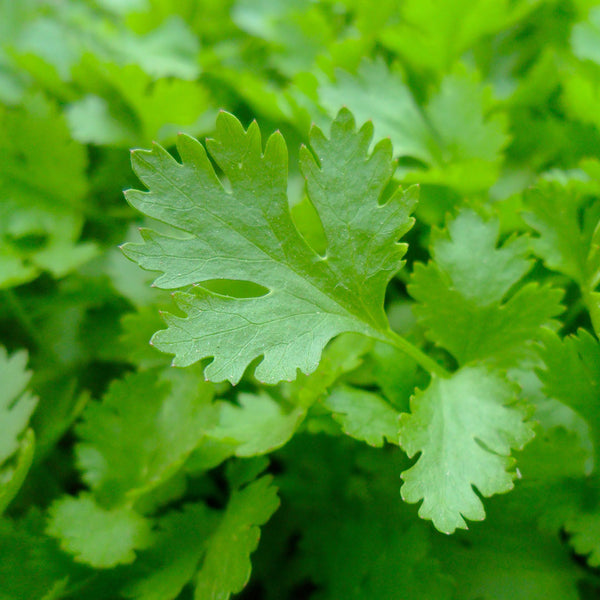 Parsley (Petroselinum sativum), with small green leaves, is used to create the Native Extracts Parsley Seed Cellular Extract.
